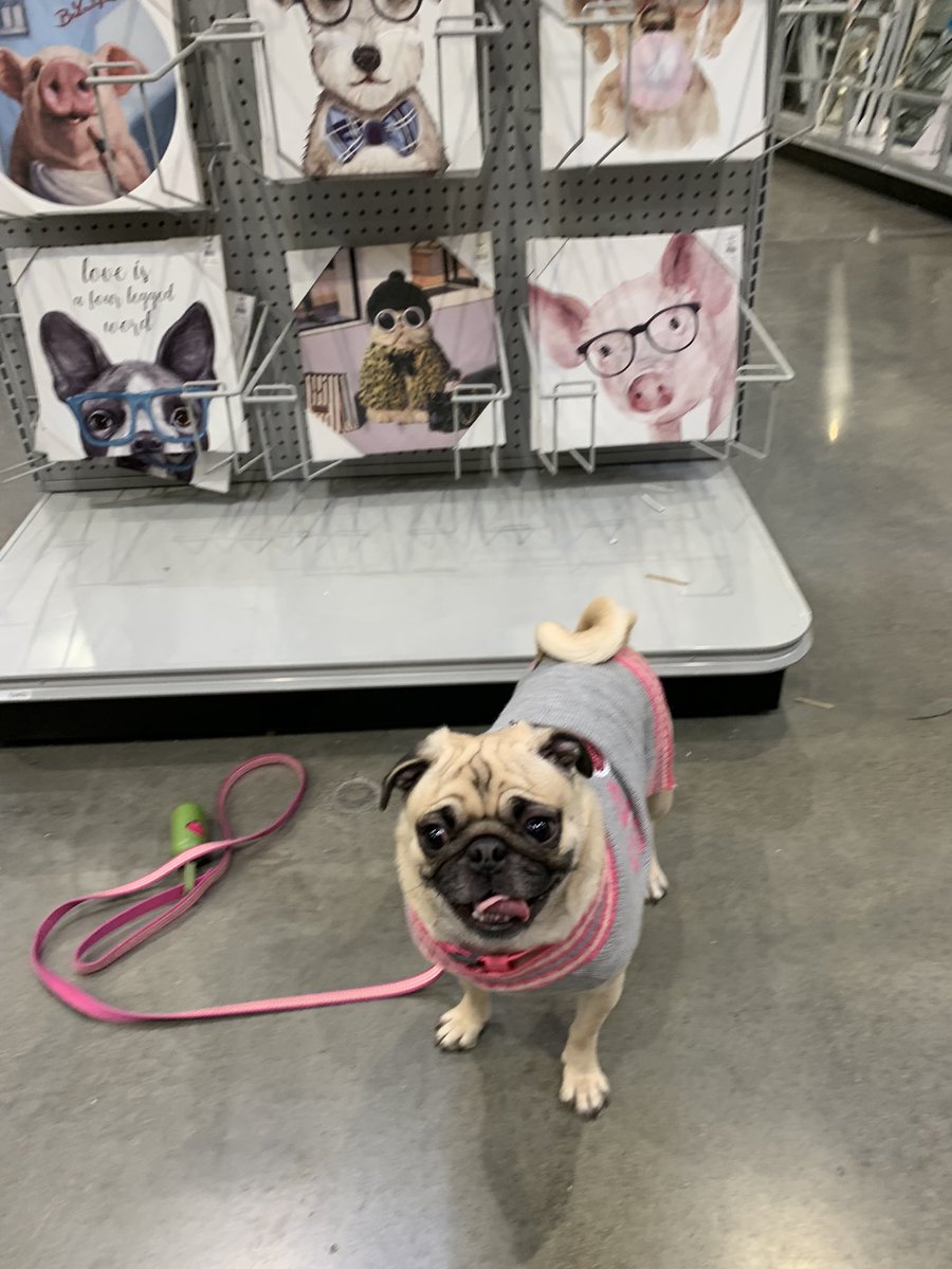 PetuniaMaePug's tweet photo. Happy Sunday pals! 🐶 Mum & Granny did take me to the At Home store. Found some saying’s/ photos for my room & mums office. 🤗 Hope you all are having a good day. 💗 Have a pugtastic new week. 😘 #pugsoftwitter #dogsoftwitter #sundayfamilytime https://t.co/SMsAjJTZvK