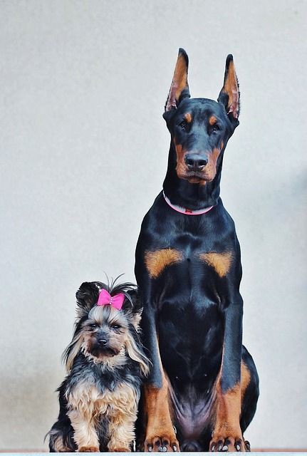 Pourquoi tout le monde a peur des dobermanns ??
