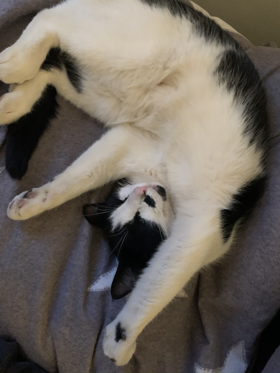 AmyWarks's tweet photo. @The_Blue_Cross What Sundays are for 🥰🥰🥰 https://t.co/MEva9rguYQ