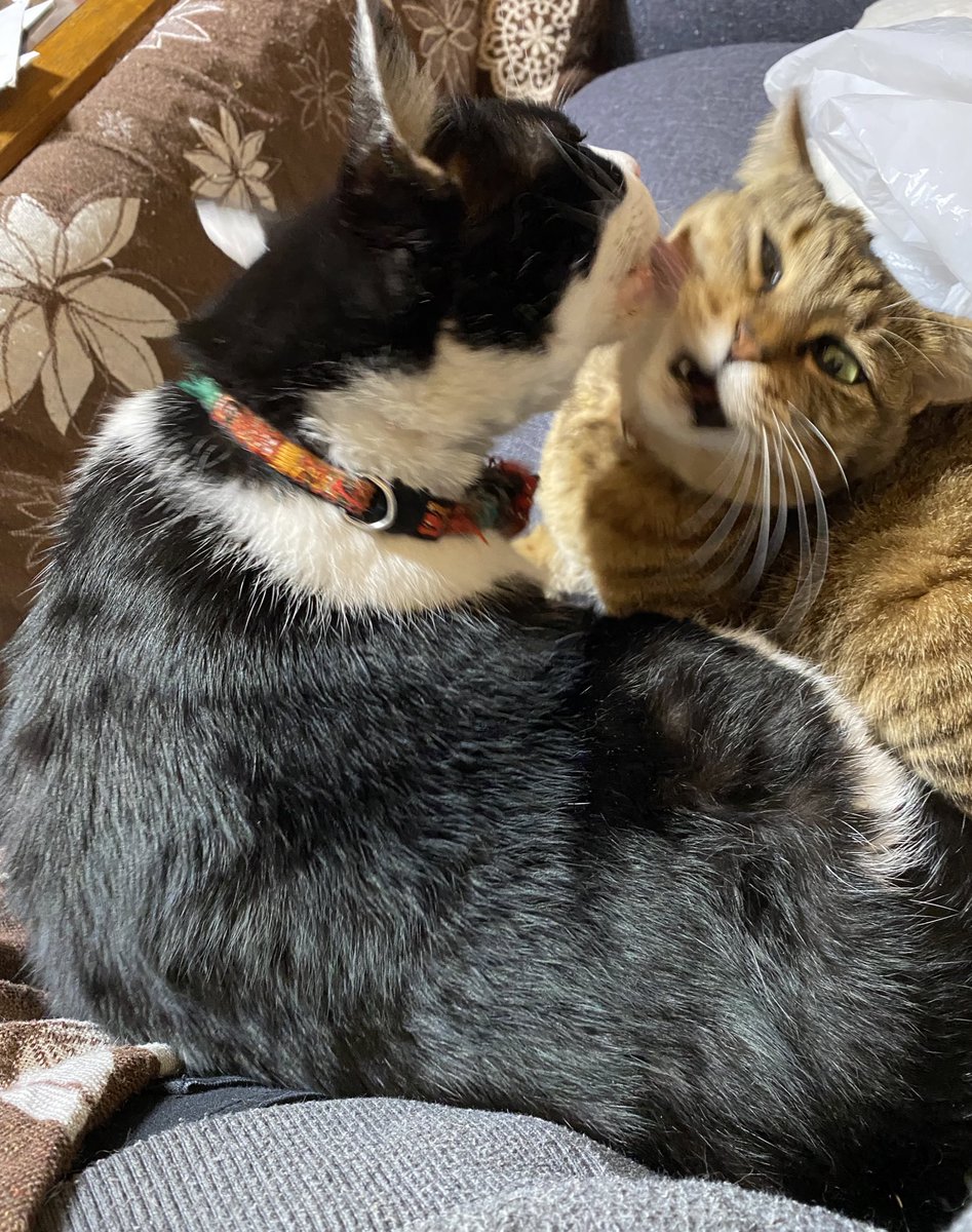 おはようございます☀
仲良しパイセン🐾