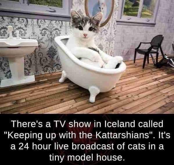CATBRAINCELL's tweet photo. https://t.co/IrruOGTj5A