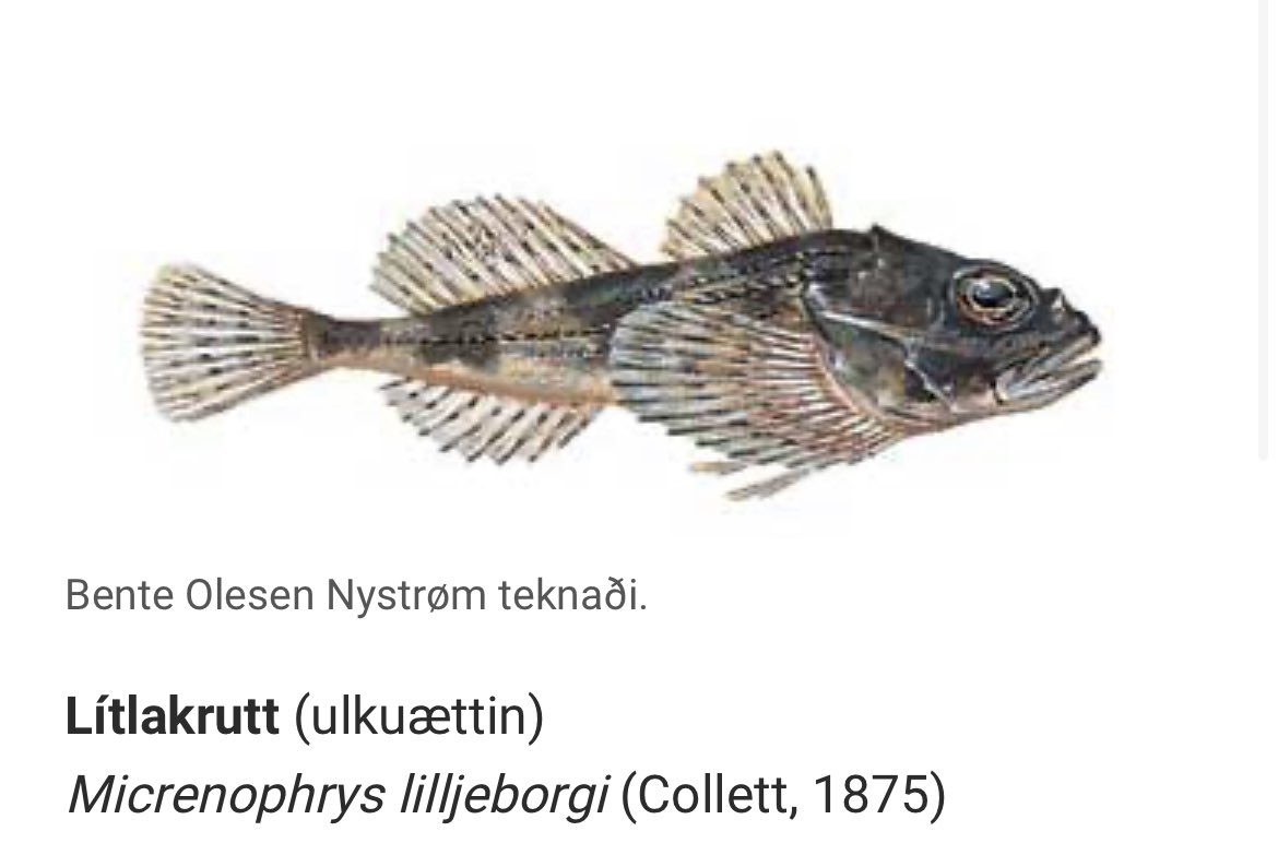 færeysk fiskanöfn eru nákvæmlega jafnfyndin og þú heldur