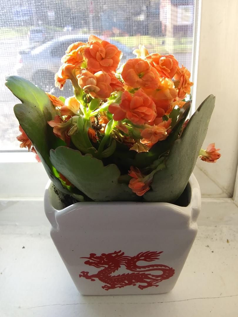 RadKittenRain's tweet photo. My mini takeout kalanchoe came in and I love it!
Gaze upon its cuteness! ๐ฅฐ๐ด
#livelyroot https://t.co/8GaQ0AwFxr