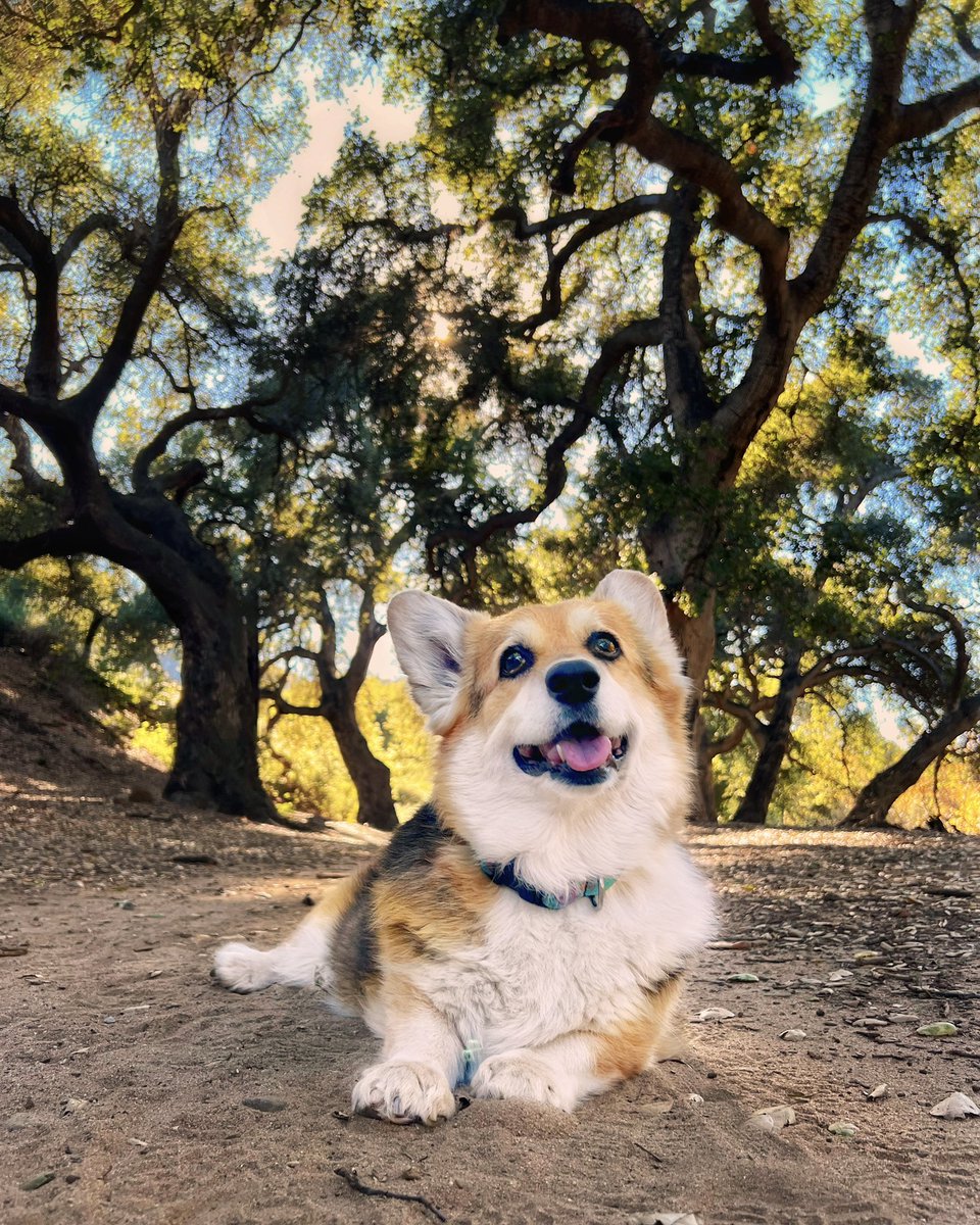 I dropped my phone and found it under an oak. 🌳🌳 I guess the Apple doesn't fall far from the tree. 🤣