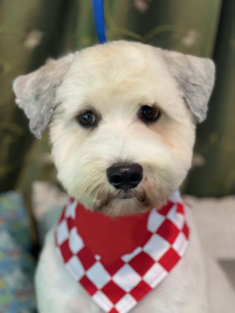 EstelarisDogHG's tweet photo. Schnauzer-Poodle Mixed Transfurmation 
Video en el twit anterior 👍🏻😃
#schnauzermixed #poodlemixed #dogtransfurmations #hydrapr #angelpaws4pets #luxurycare #doggrooming #animalovers #fyp #dogslovers https://t.co/eBMr0d8V7K