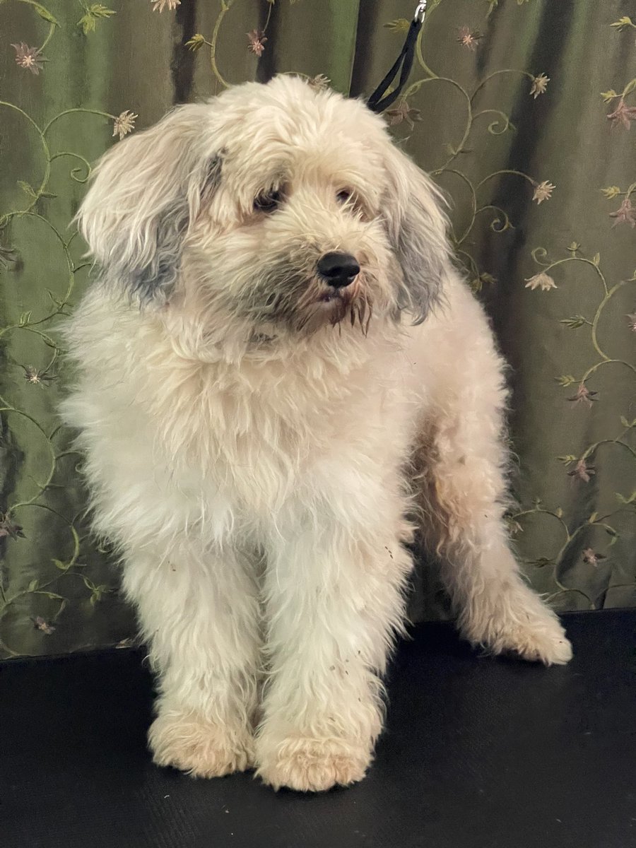 EstelarisDogHG's tweet photo. Schnauzer-Poodle Mixed Transfurmation 
Video en el twit anterior 👍🏻😃
#schnauzermixed #poodlemixed #dogtransfurmations #hydrapr #angelpaws4pets #luxurycare #doggrooming #animalovers #fyp #dogslovers https://t.co/eBMr0d8V7K