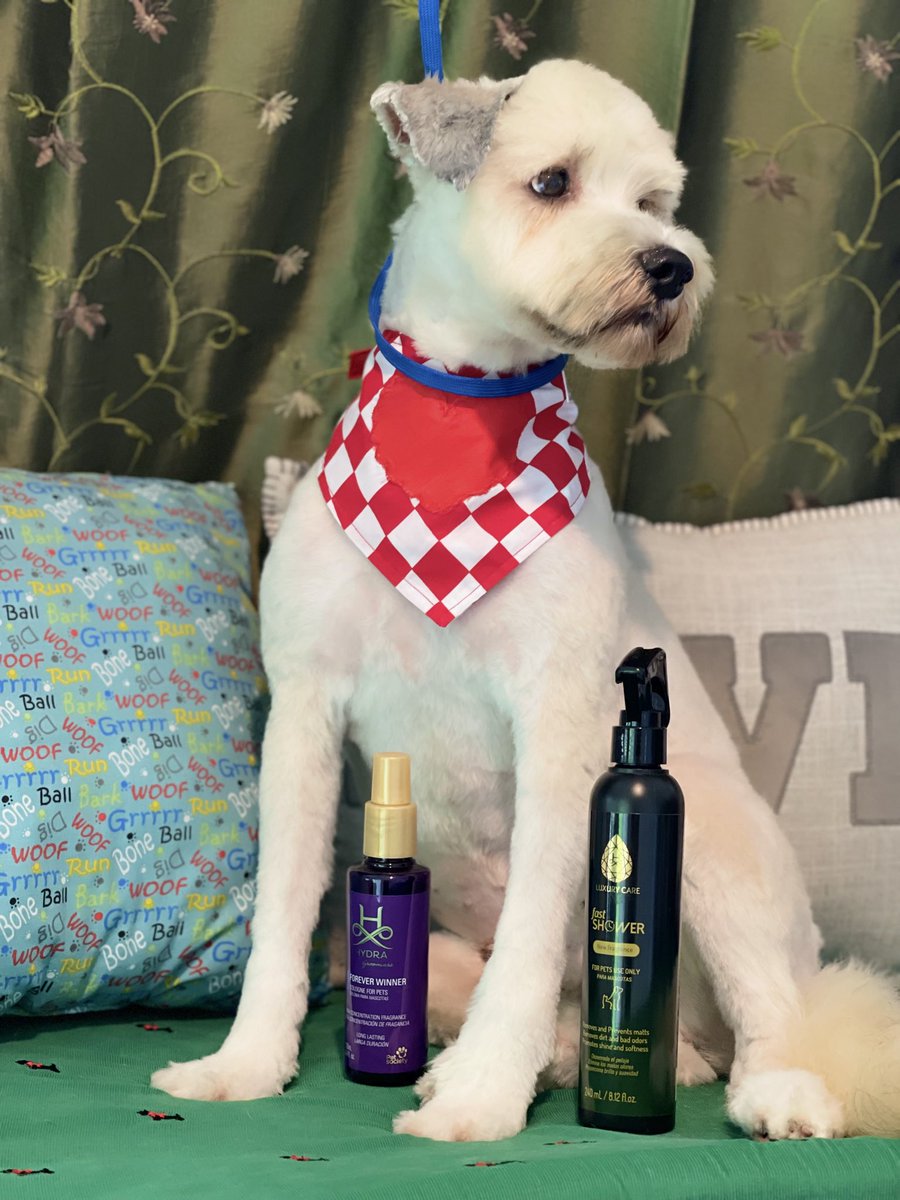 EstelarisDogHG's tweet photo. Schnauzer-Poodle Mixed Transfurmation 
Video en el twit anterior 👍🏻😃
#schnauzermixed #poodlemixed #dogtransfurmations #hydrapr #angelpaws4pets #luxurycare #doggrooming #animalovers #fyp #dogslovers https://t.co/eBMr0d8V7K