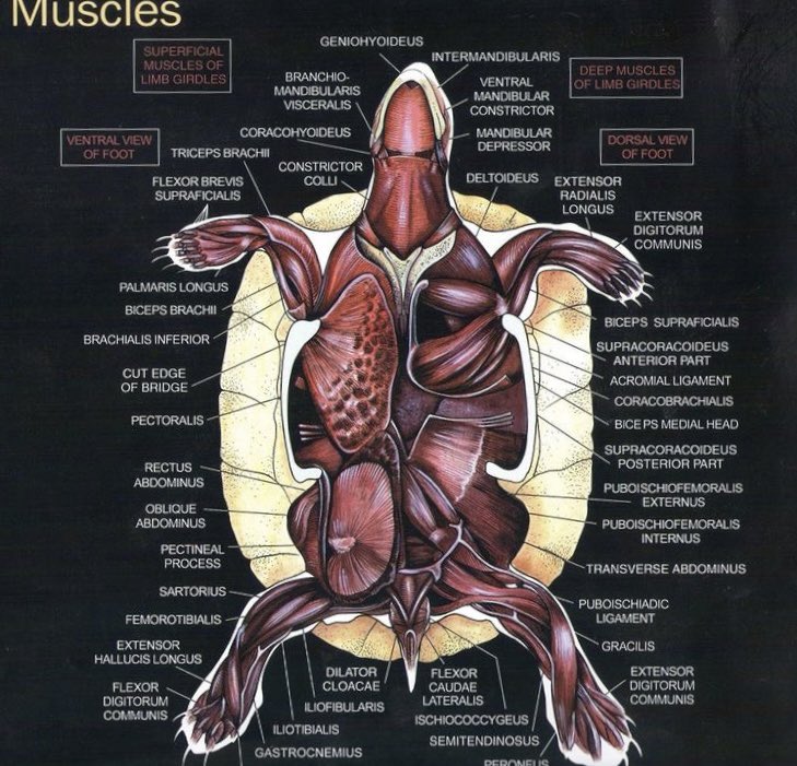 Oren Gottfried, MD on Twitter: 
