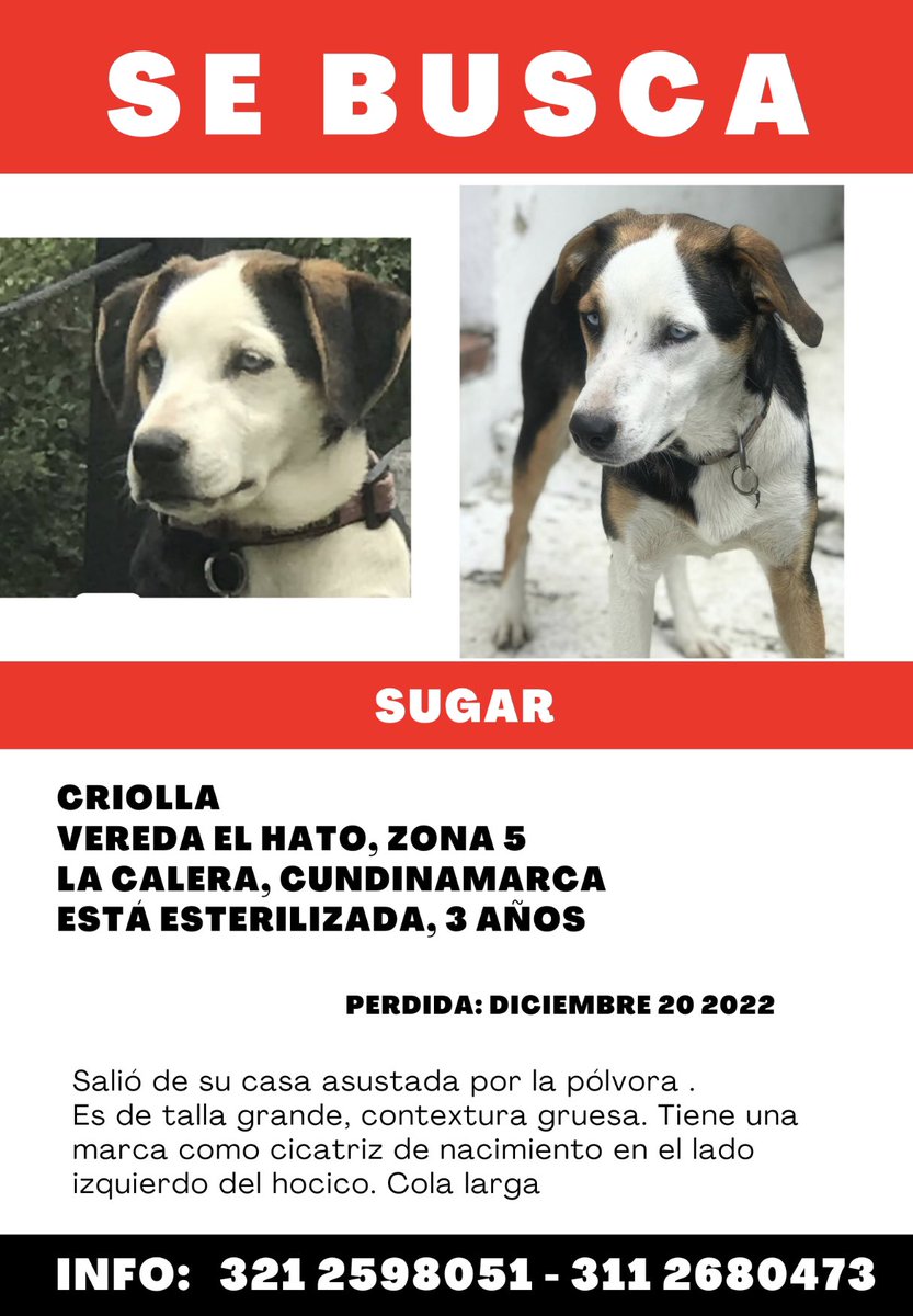 🆘No dejemos que #Sugar sea un número más en las estadísticas de perros que desaparecen en #LaCalera 🥺. Se los pide #RagnarOjitos, por su hermana 🙏🏻🙏🏻