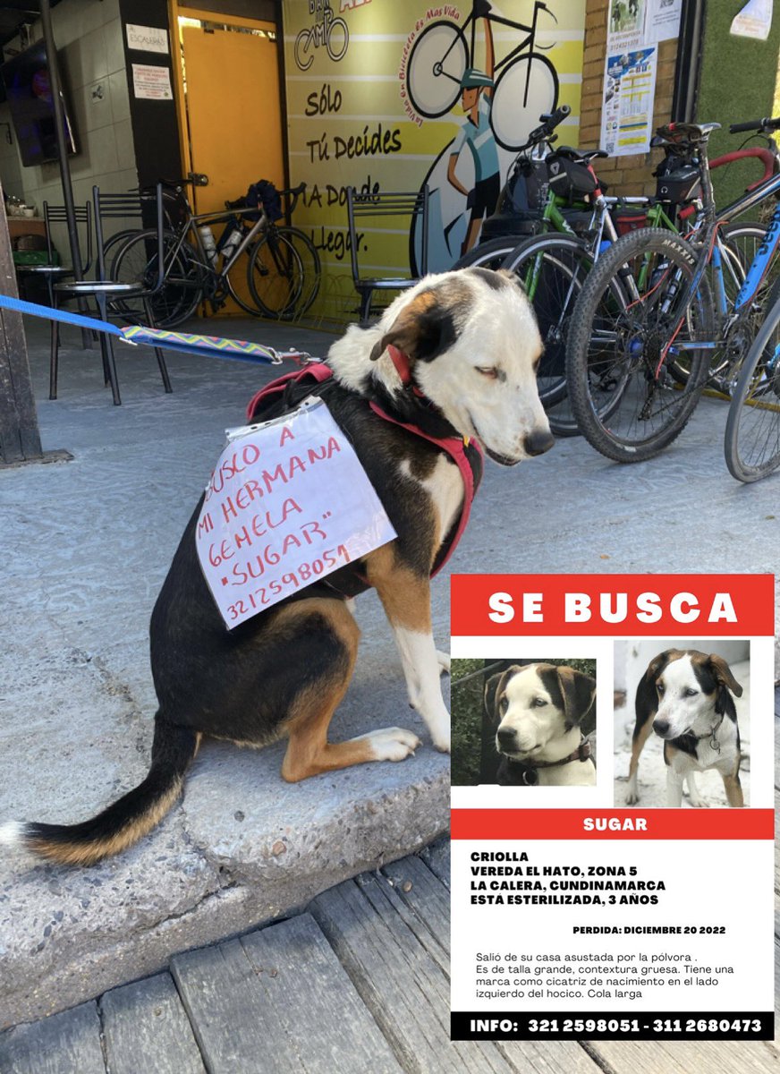 Marce_Tabares's tweet photo. 🆘No dejemos que #Sugar sea un número más en las estadísticas de perros que desaparecen en #LaCalera 🥺. Se los pide #RagnarOjitos, por su hermana 🙏🏻🙏🏻 https://t.co/k3p1e7rk0n