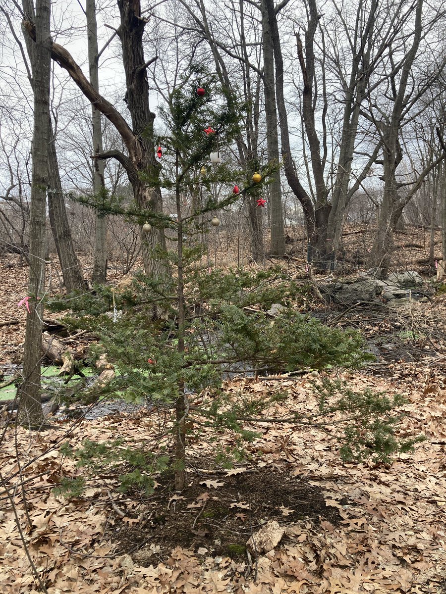 Not sure this is kosher but it looks like someone replanted their live Christmas tree in Olmstead park…#emeraldnecklace