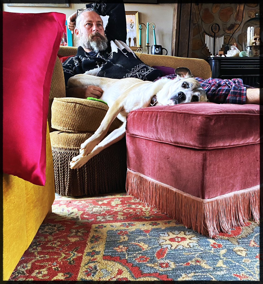 JMcNutty23's tweet photo. My girl dog won’t leave my side. I don’t know how normal this position is. #gooddog #mutantdog https://t.co/fkmVwQuRh9