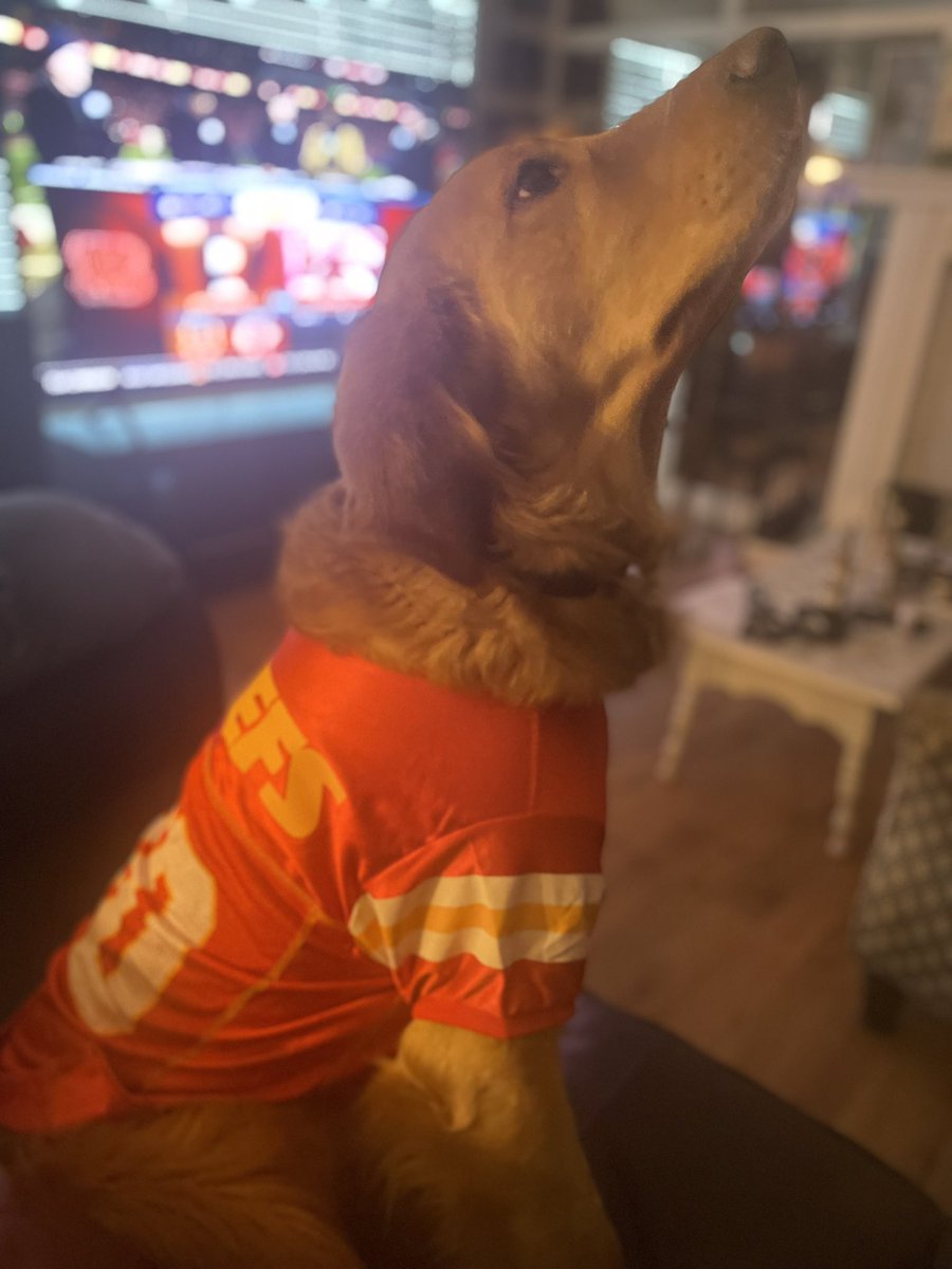 mommasam7's tweet photo. Johnny the Golden retriever is a Big @Chiefs fan!!! @MitchMossRadio @paulyhoward @VSiNLive GO CHIEFS!! @PatrickMahomes https://t.co/fISSyGHDx0