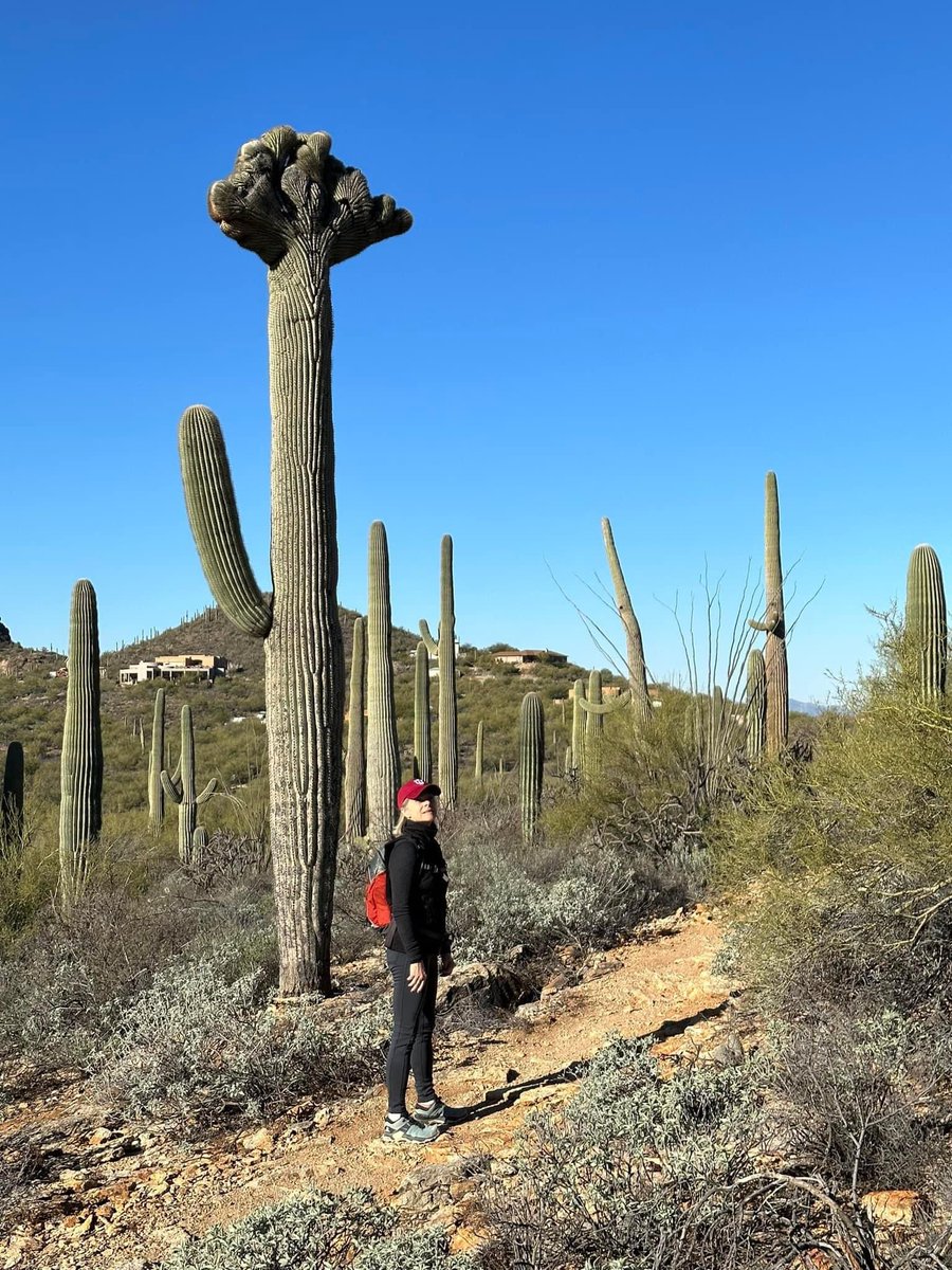 Under the #crestedsaguaro today! #SundayFunday #fitover60 #healthcoach #hoosiers #indianabasketball #arizonahiking #saguaro 🌵