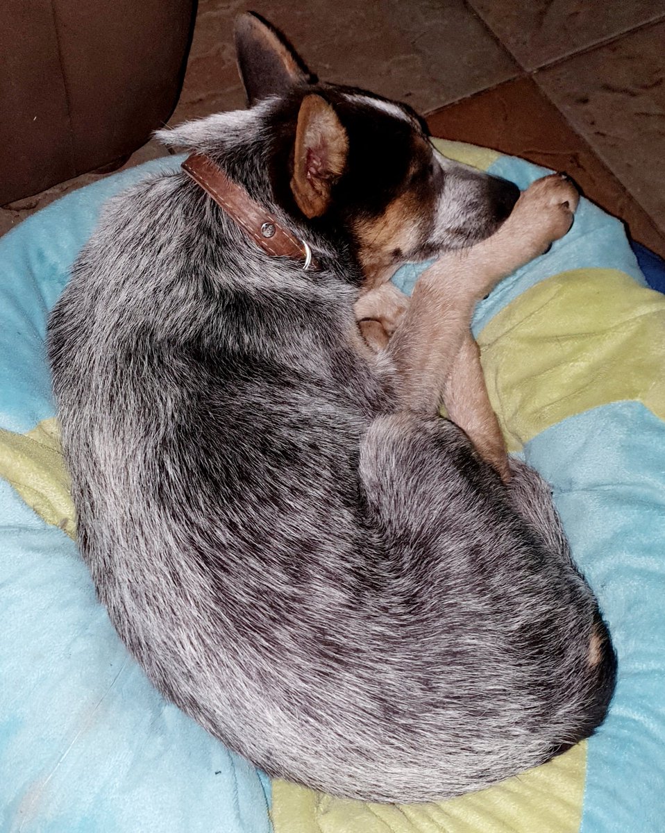 ElyFerrer's tweet photo. Les presento a la nueva integrante de la familia #Luna 🌙👪 💕 ♥️ 😍 💗🥰#Consen

Aunque la reina sigue siendo mi #Lobita 🐺😁❤️🥰💗💖 https://t.co/uHdzjBOkTU