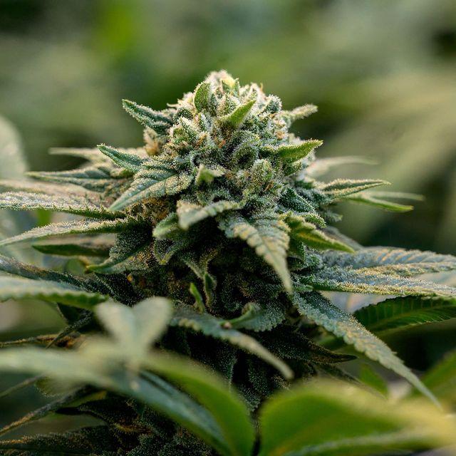 U.S. cannabis companies may be starting to wonder if they will ever catch a break in Washington.
Heard on the Street: Cannabis Stocks Are Stuck With Their Toxic Ingredients
A last political effort to help U.S. marijuana companies access normal banking services has failed while...