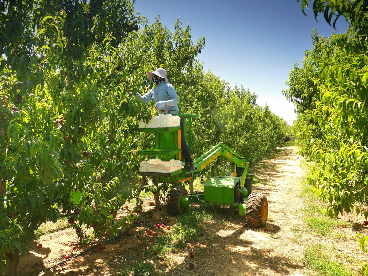 In case u missed it: the results of @ABARES' recent surveys on labour in #Australian #agriculture, incl. #horticulture 🧑‍🌾🥦🍅🫑🌱@Hort_Au @ProtCropAust @NSWFarmers @NationalFarmers @RDAACT @ffgippsland @hortinix @cityofcoffs 
agriculture.gov.au/abares/researc…