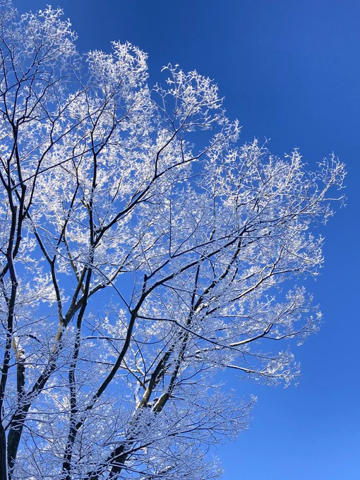 おはようございます今季最低気温更新しました。寒いけど雪景色はめちゃくちゃ綺麗です。鳥海山も綺麗 
