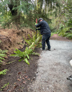 SeattleParks's tweet photo. An uprooted tree made significant damage to a trail in Ravenna Park last week. The Trail Crew swooped in to build a retaining wall and to resurface the trail. #RavennaPark #SeattleTrails #SeattleShines https://t.co/7LWRuFQVMw
