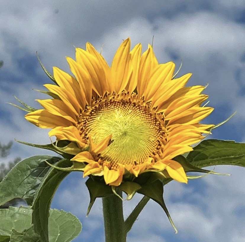 Know what's better than one bouquet of fresh flowers? Two! 🌸🌸

Learn how to keep your sunflowers in bloom all season long with these tips and tricks right from a flower farmer!

 bootstrapfarmer.com/blogs/growing-…

#sunflowers #growingflowers