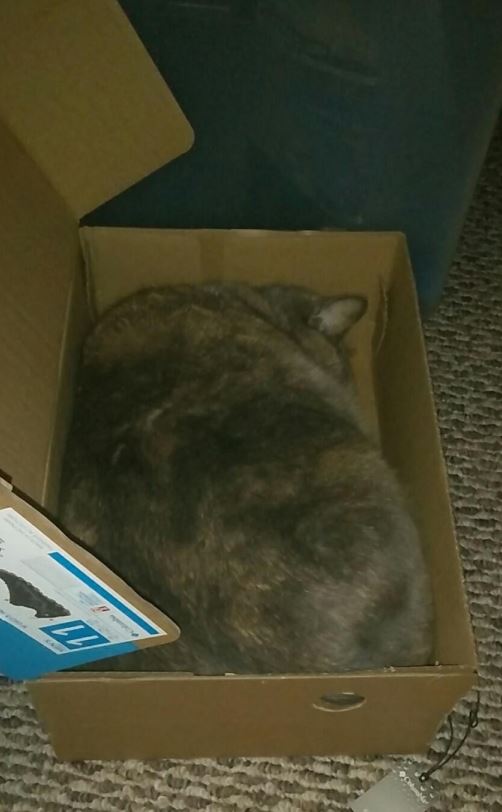 kucing lagi tidur di kotak sepatu.. pas buat badannya :)