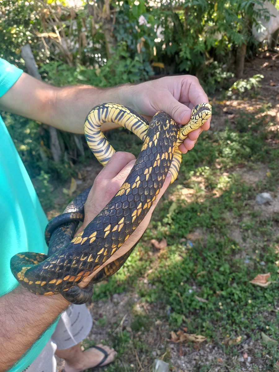 COISA LINDA!
A visita de hoje foi uma Caninana (Spilotes pullatus) entrou na casa de minha avó. 
A caninana teve sorte de eu estar perto e salva-la da morte. 
É uma serpente inofensiva e no Brasil se distribui praticamente por todo território.