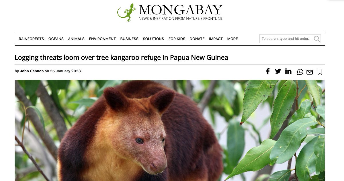 actnowpng's tweet photo. Mongabay: Papua New Guinea’s logging industry has faced persistent criticism that it relies on corruption to maintain the veneer of legality.
Read here: 
https://t.co/juqOYi31FM

Download illegality &amp; human rights abuse in the PNG logging industry here: https://t.co/rTCWRjSq7C https://t.co/SfwdfFGNFs