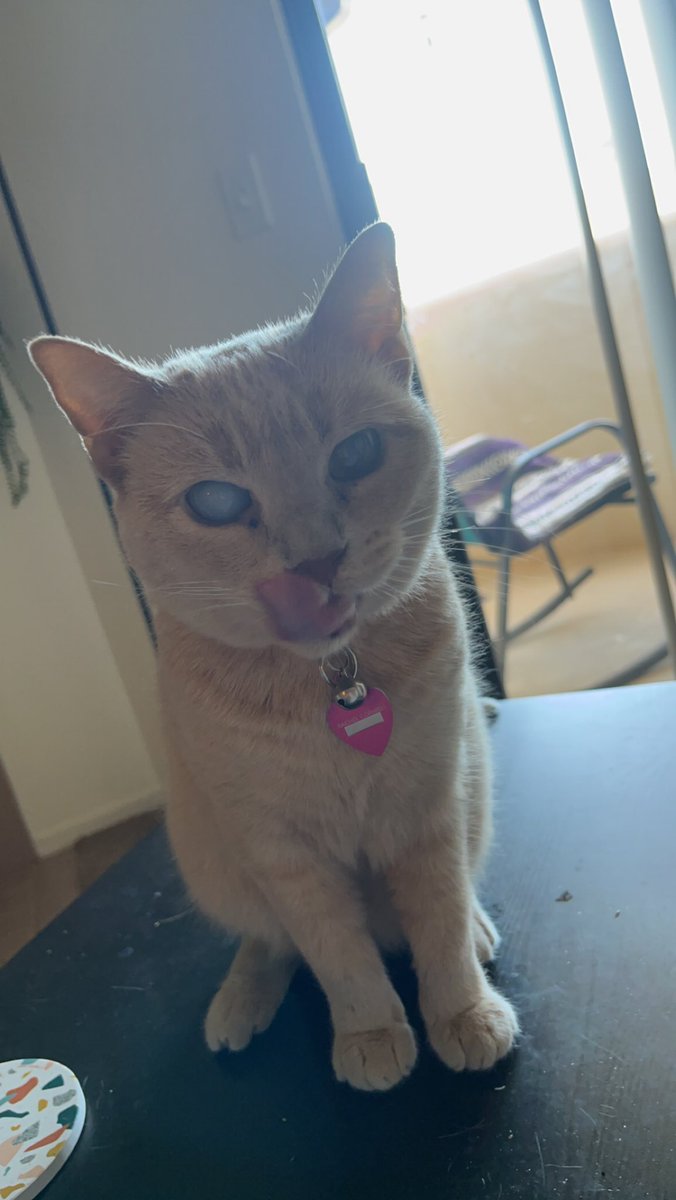 rachellcornish's tweet photo. @literallymecats Pancake 💛 https://t.co/XDEl8BCPpB