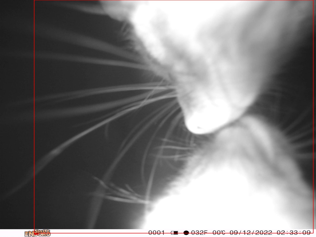 🎶Possum &amp; possum sitting in a tree,
       K-I-S-S-I-N-G!🎶

#WildTracker #BrushtailPossum