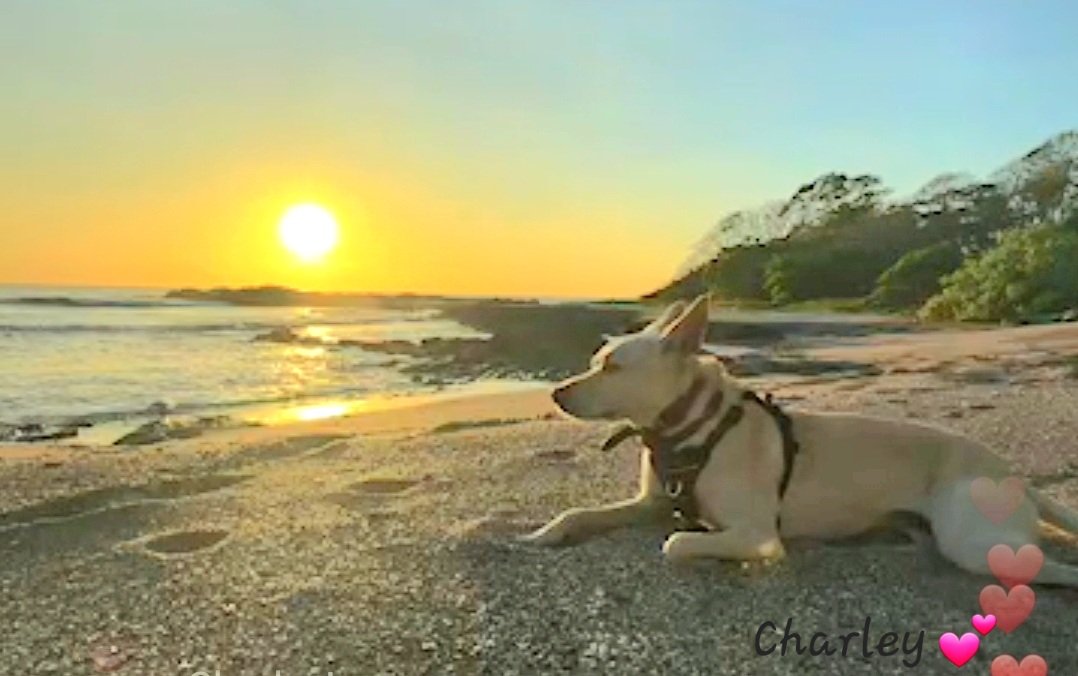 BlueDream0717's tweet image. Charley enjoying the beach. #potcake @tomgreenlive