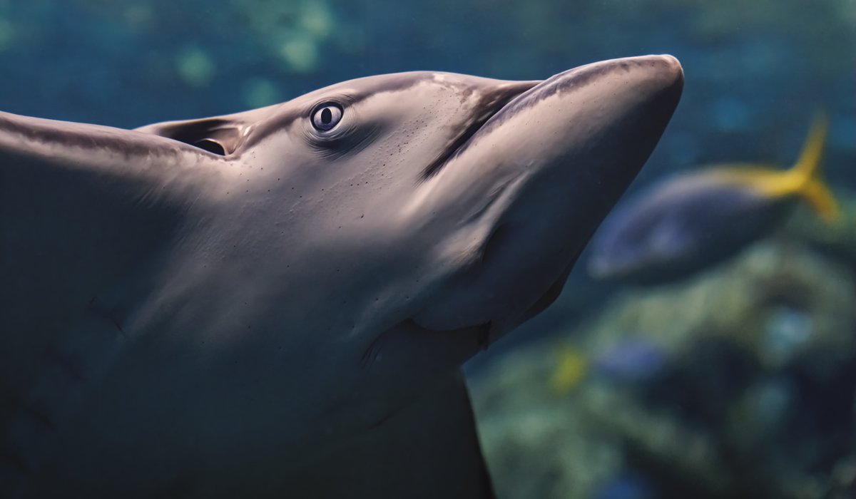 AquariumPacific's tweet photo. Happy Sunday from our eagle ray! π¦
Photo by Robin Riggs #AOPrays https://t.co/OkXbnulFzV