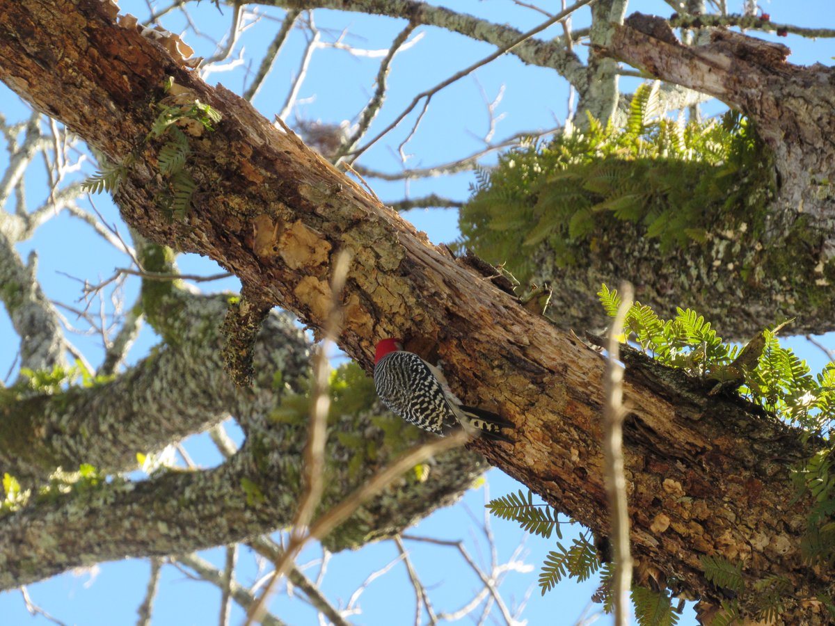 ThatOneSpazz's tweet photo. I am so unbelievably proud of this picture. ❤️ That Red-bellied Woodpecker was gorgeous!! I had quite a time getting this picture and the other two ones that turned out good, though... 😂 https://t.co/xc2CmbIjcM