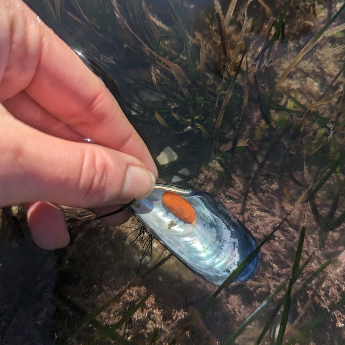 Meghan_M_Shea's tweet photo. Got to share Pillar Point with a @stanforddoerr E-IPER friend and my @stanfordwcc Women in STEM mentees today; tide wasn't quite low enough to let us explore the full intertidal, but we still managed to find a great crew of nudibranchs (and other pals 🦀🦐🪸🦪🐌) https://t.co/mfihnHzVCB