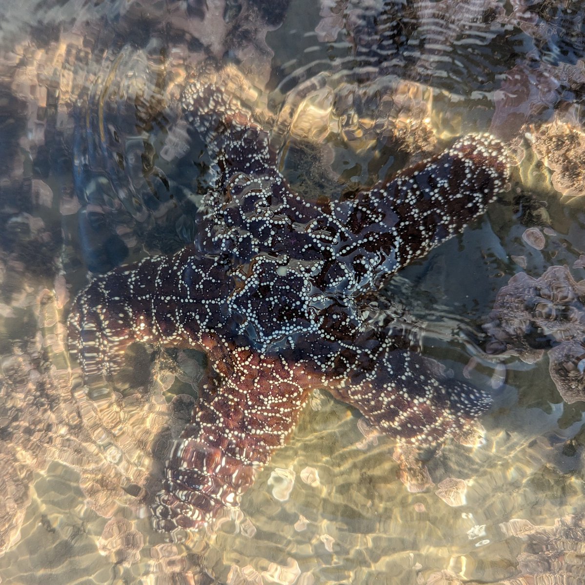Meghan_M_Shea's tweet photo. Got to share Pillar Point with a @stanforddoerr E-IPER friend and my @stanfordwcc Women in STEM mentees today; tide wasn't quite low enough to let us explore the full intertidal, but we still managed to find a great crew of nudibranchs (and other pals 🦀🦐🪸🦪🐌) https://t.co/mfihnHzVCB