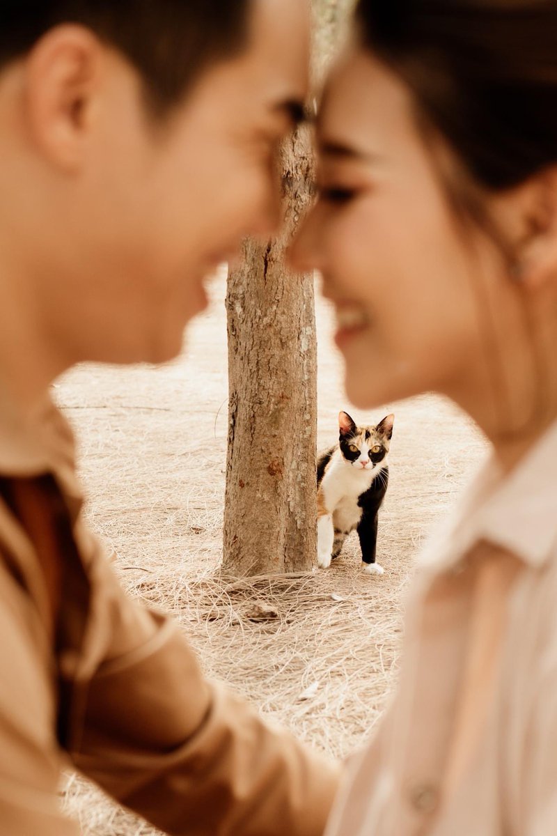 PlobJai's tweet photo. น้องแมวในภาพ pre-wedding เซตนี้ เหมือนน้องเติมเน็ตมาดูคนรักกันอะลูกกกกกกกกก 5555555555555555555 https://t.co/xZUvHrE5vR