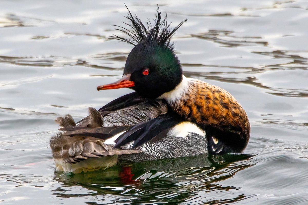 Aniket 🏳️🌈🏳️⚧️(he/him) (@mitogfp) on Twitter photo Red-breasted merganser with a perfect hairdo <a href="/CentralPark_NYC/">Central Park</a> #birdcpp #BirdsSeenIn2023 #birdwatching #birding #BirdTwitter #urbanbirding <a href="/inaturalist/">iNaturalist</a> #BirdsofNYC <a href="/BirdCentralPark/">Manhattan Bird Alert</a> #merganser #redbreastedmerganser #ducks Red-breasted merganser with a perfect hairdo <a href="/CentralPark_NYC/">Central Park</a> #birdcpp #BirdsSeenIn2023 #birdwatching #birding #BirdTwitter #urbanbirding <a href="/inaturalist/">iNaturalist</a> #BirdsofNYC <a href="/BirdCentralPark/">Manhattan Bird Alert</a> #merganser #redbreastedmerganser #ducks