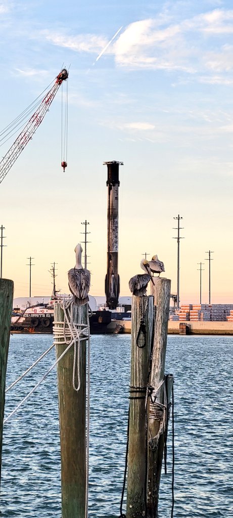 RustysInThePort's tweet photo. Kind of digging this SpaceX booster pic because it incorporates two of our other faves, sunsets and pelicansβ¦ at Rusty's at Port!!!πππ°ππΈπ€Β #spacex #boosterreturn #sunsetsandpelicansΒ #spacecoast #launchshiftΒ #spacecoastskies #portlife #portcanaveral #rustysseafood https://t.co/CyYdbslmBs