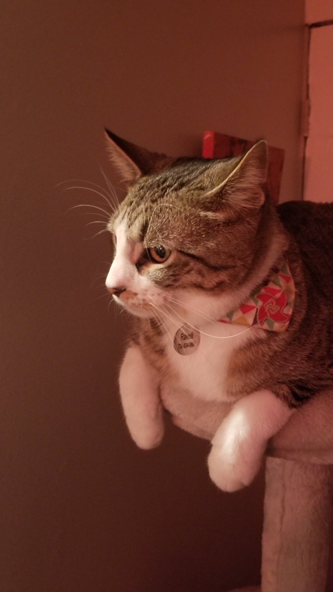 Stumb_lynn's tweet image. Stinky man decided HE would choose when stream ends. Managed to shut my computer off and nuke my save too #streamerpets #ENVtubers