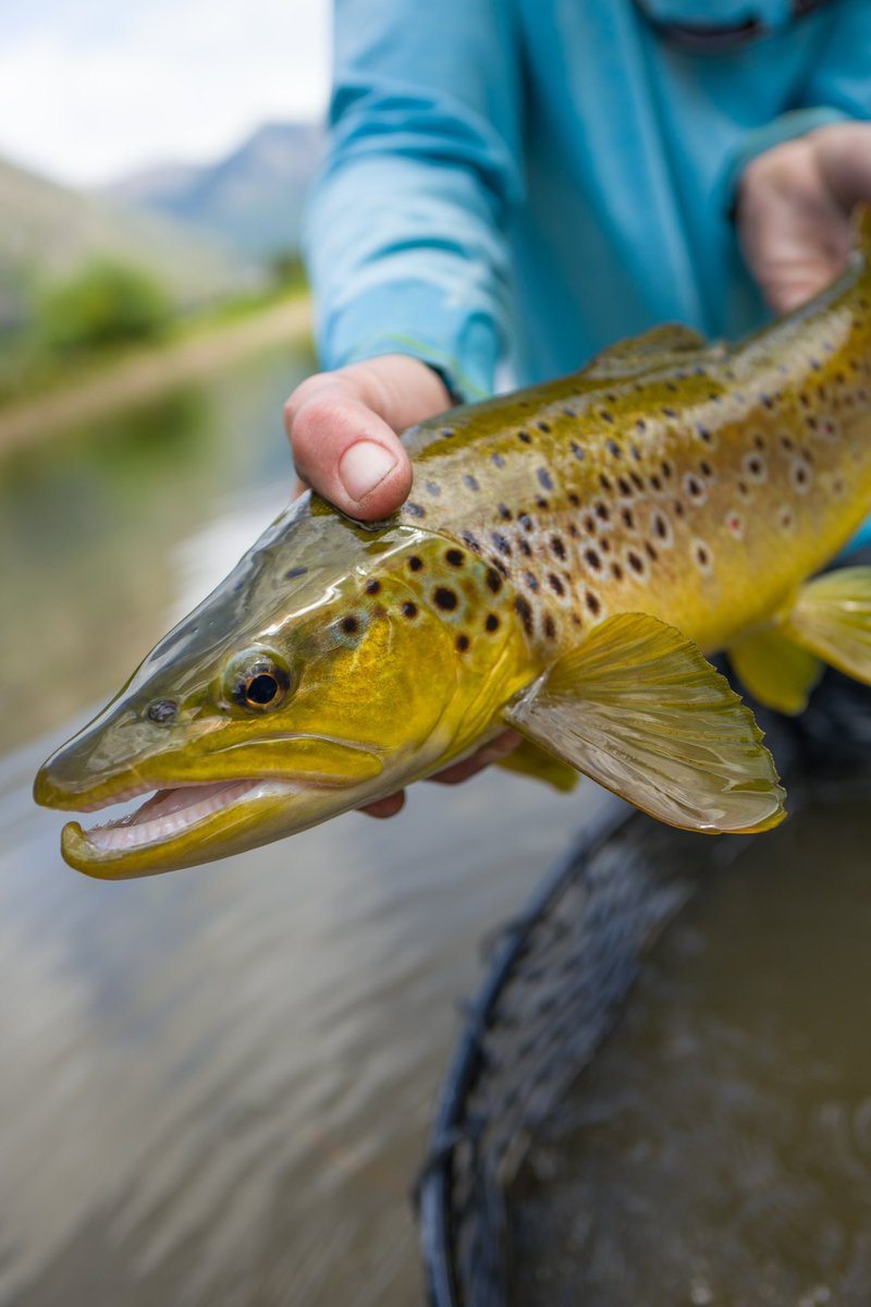 Wild trout in the Andes Mountains!
At Patagonian BaseCamp in Chile, anglers experience the breathtaking beauty of the Chilean wilderness while fishing some of the best waters in the region.

Ph: Brian Hodges 
#flyfishing #flyfish #theflyshop #flyfishingtravel