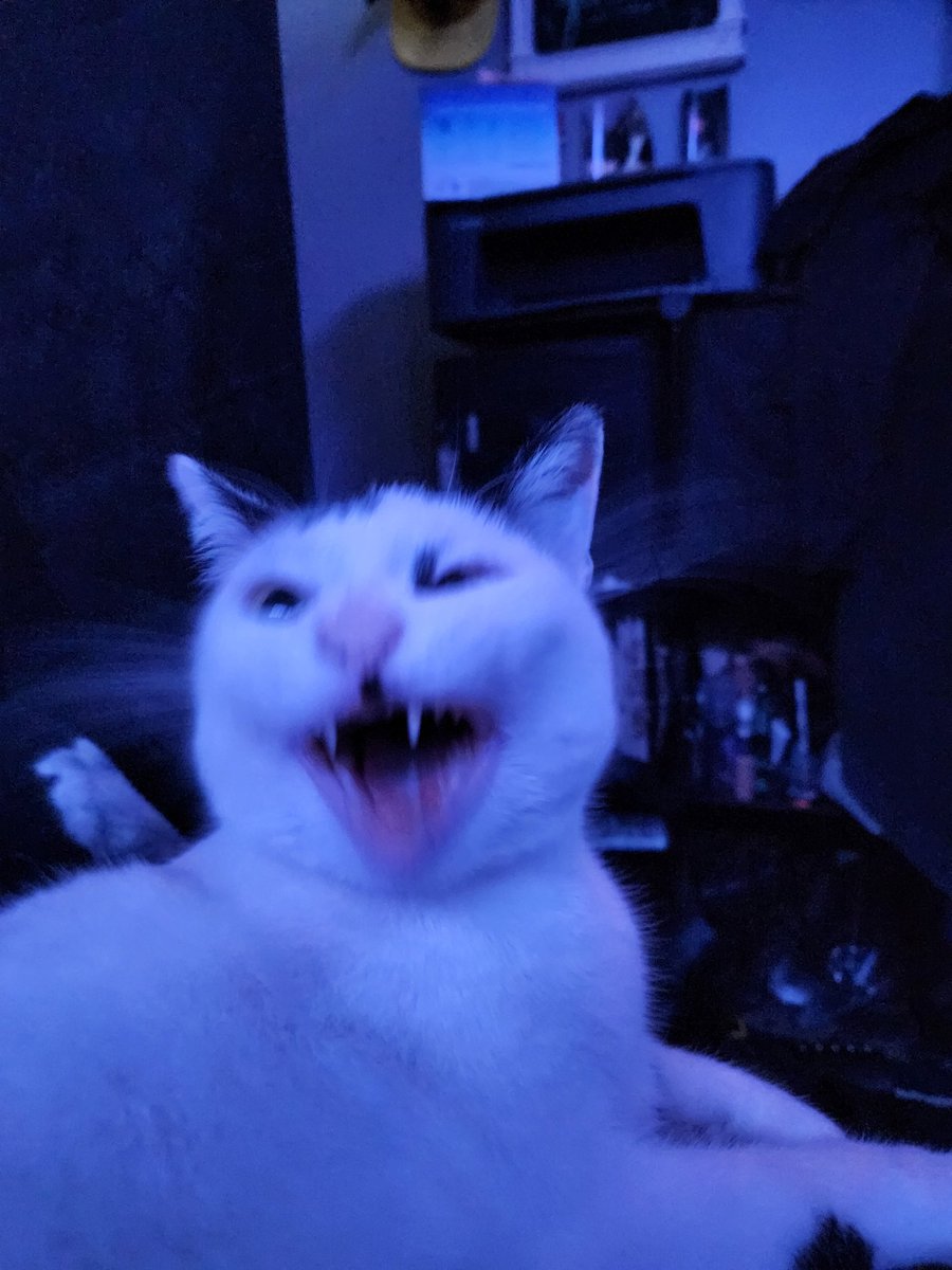 VeiledThought's tweet photo. @captaincas I hope my cat screaming at me convinces you to get one :) https://t.co/o62tjKVTuy
