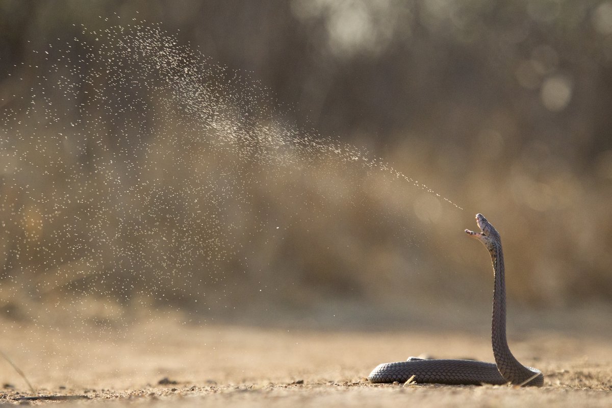 wildbeartv's tweet photo. Extreme Snakes debuted on Sky Nature in the UK last week and @WildThringMedia has received fantastic feedback! The two-parter has been dubbed into German by k22studios and will soon be broadcasting on ZDF/ARTE. The series showcases snakes' incredible behaviours for survival. https://t.co/QlX9qMgjgB
