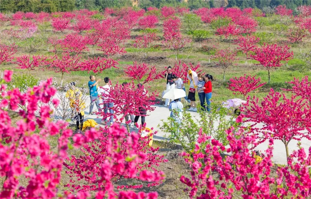 Hi,spring is coming🌺🌺🌺🌺