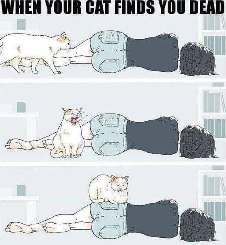 GenuinelyJodi's tweet image. Has literally been my cat Wrigley these last few days. 😂

#nothelpful #catmemes