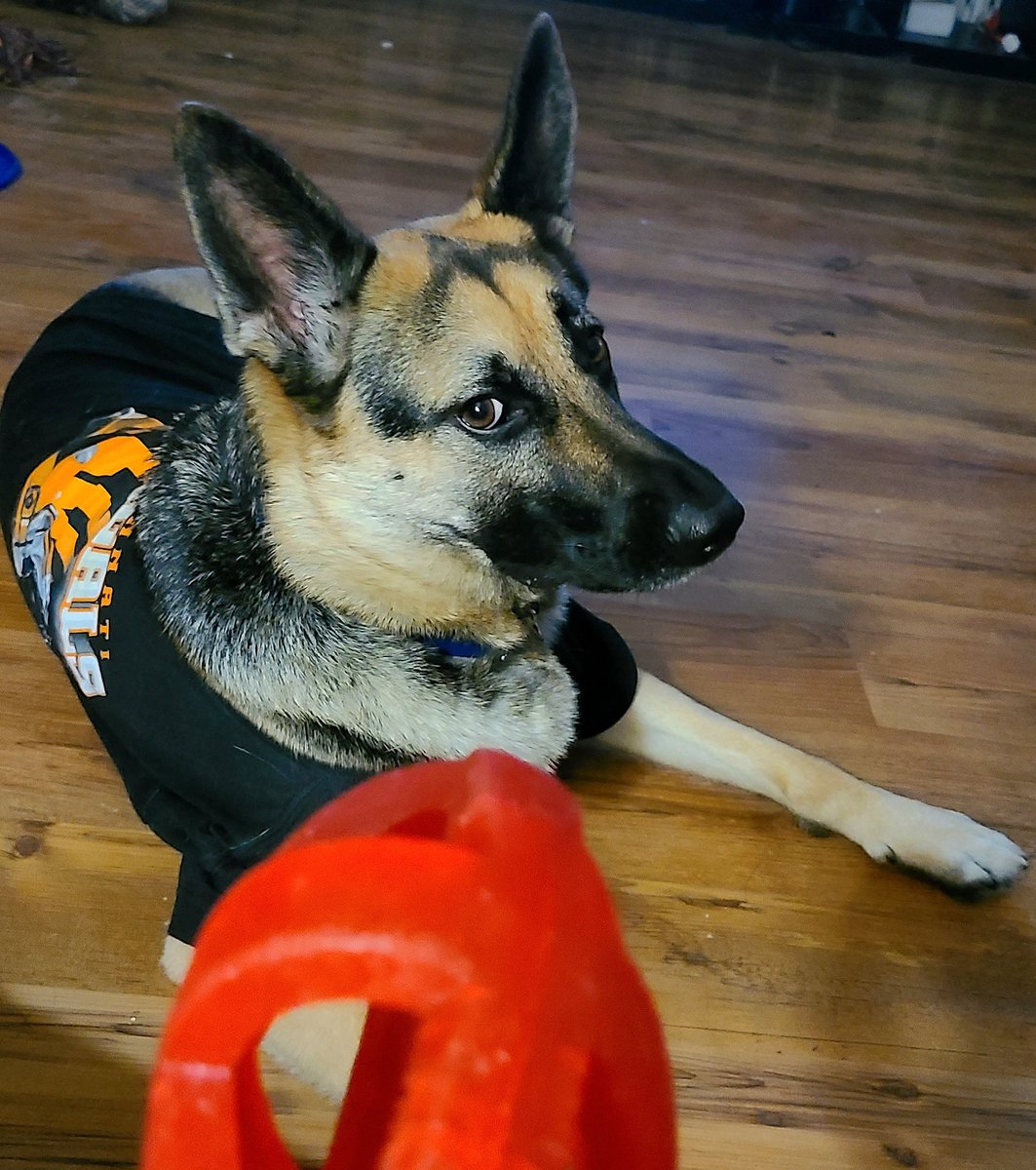 CandySass's tweet photo. game face #Bengals https://t.co/pnfhFz7wAZ
