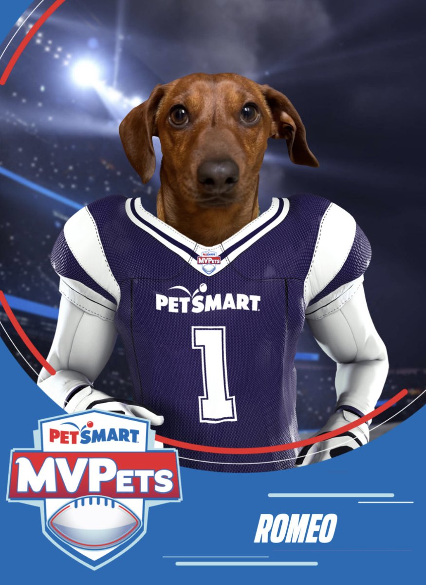 Watching football with Mommy and Daddy is so much fun! I got my player card ⁦@PetSmart⁩ today! #MVPets #anythingforpets #dachshund #dachshunds #sausagedog #wienerdog #sausagearmy #SundayFunday