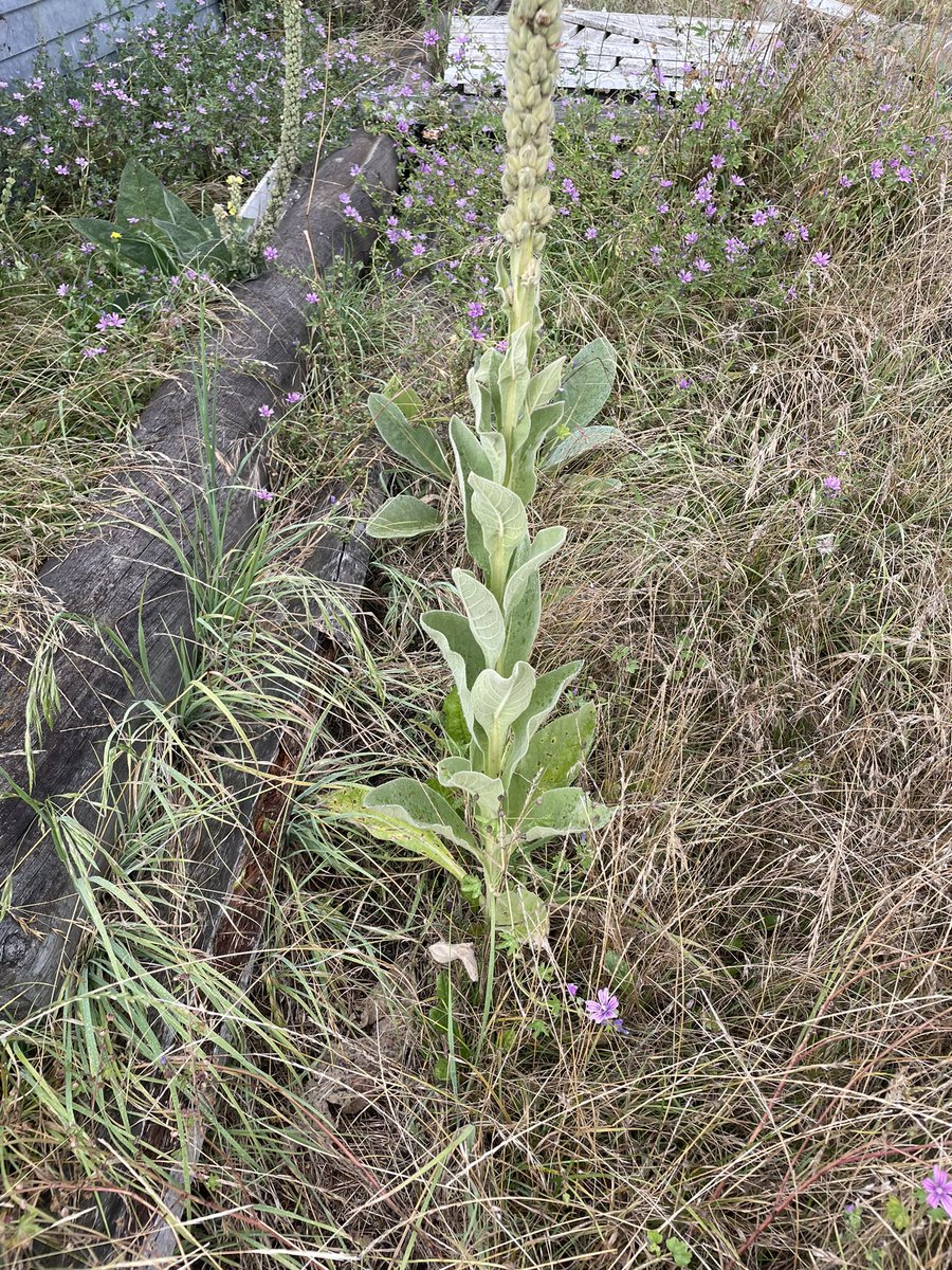 Could someone tell me what this trifid is please?