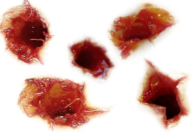 ゲームのお仕事でゾンビやら人間やらを撃った時につく弾痕を制作する時は、いつも大根使ってます。
大根を傷つけて血糊を垂らすと染み込んで人間に近いデティールのものになります。
血糊は100均でも売ってるので簡単に作れますよ。 