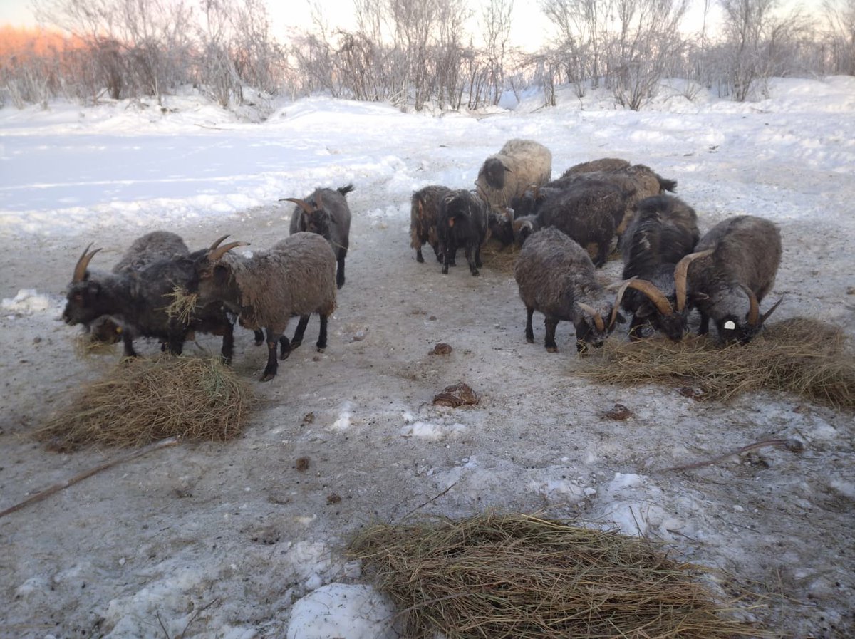 A herd of Orenburg downy goats in the Pleistocene Park. They are not planned as wild inhabitants, but as assistants in the transformation of the vegetation of the park have shown themselves very well.