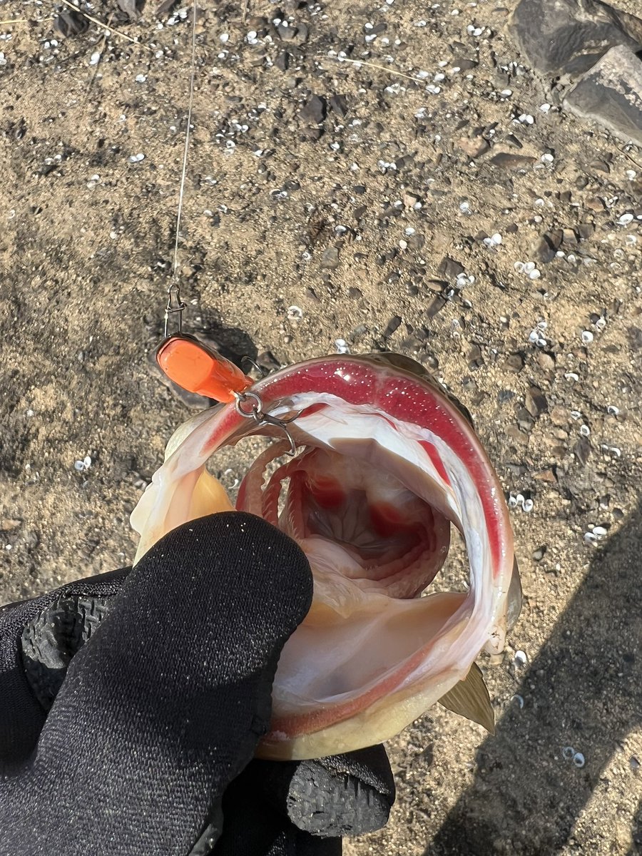 PoohSlash's tweet photo. 仕事終わりの寄り道釣行。
爆風の中、気温が上がりきったタイミングが時合いだったのか？
連発でなかなかサイズも計らせてくれない、元気の良い2匹ゲット🎣
37、38cmと良いコンビでした😆
#��ス釣り
#レイドジャパン
#レベルバイブブースト https://t.co/X1Ed1C40PM