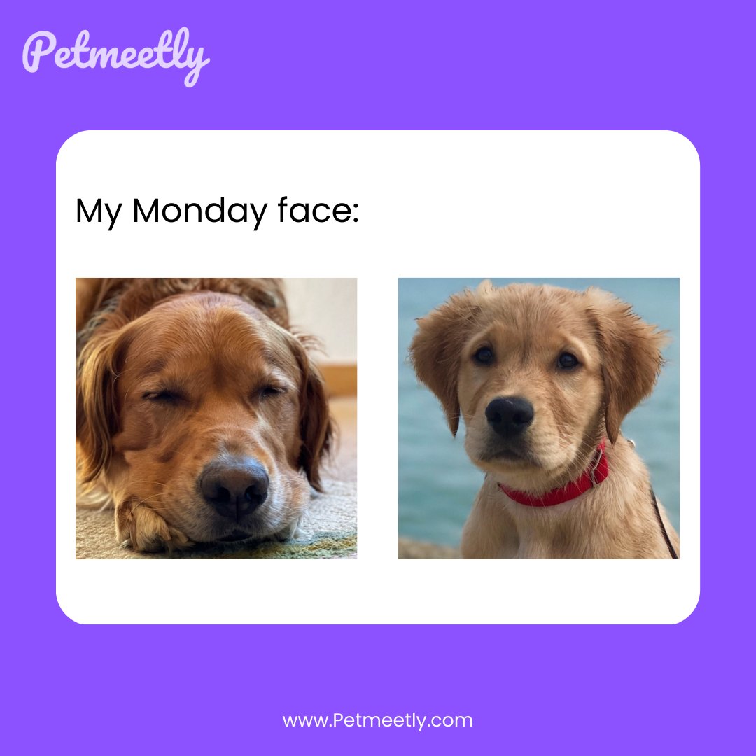 petmeetly's tweet photo. Morty is not happy with Monday.
Meet Morty a 5 years 8 months old male #Golderetriever
Get in touch with him 👉 https://t.co/OY9T03nqmh
#petmeetly #MondayMotivation #dogsoftwitter #MondayBlues https://t.co/1CeU5pdQ2A